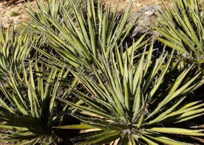 Agave