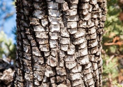 Alligator Juniper