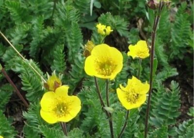 Alpine Avens