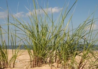 American Beachgrass