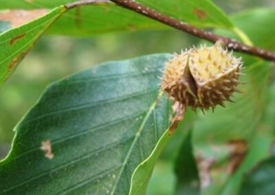 American Beech