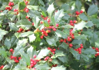 American Holly
