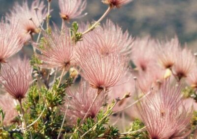 Apache Plume
