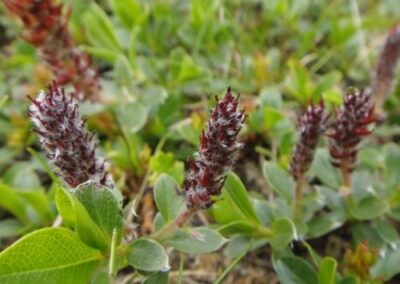 Apline Willow