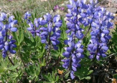Lupine