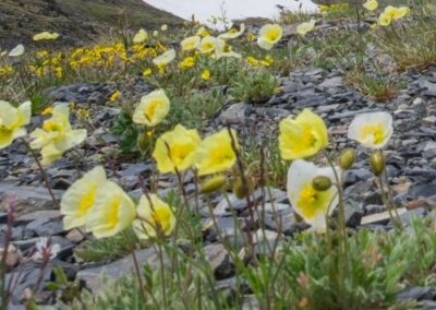 Arctic Poppy