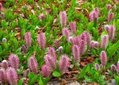 Arctic Willow