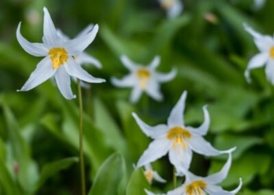 Avalanche Lily
