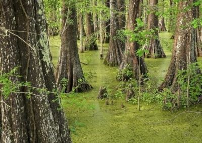 Bald Cypress