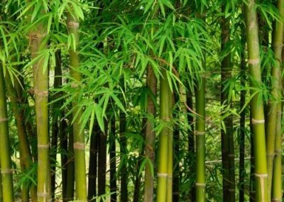 Bamboo