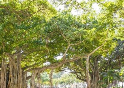 Banyan Trees