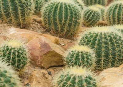 Barrel Cactus