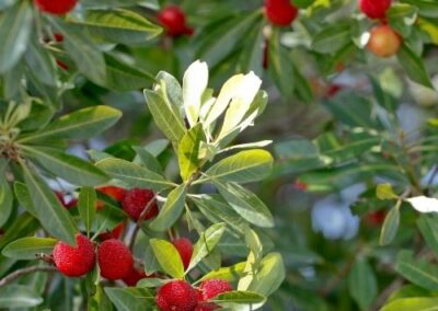 Bayberry