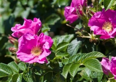Beach Rose