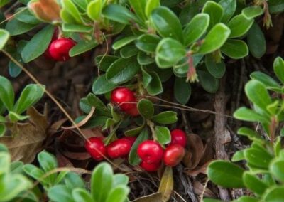 Bearberry
