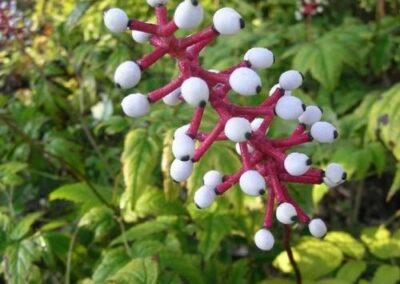 Beech-Leaf Doll’s Eyes