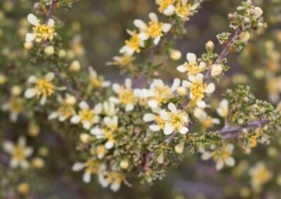 Bitterbrush