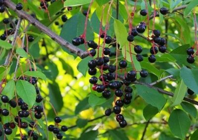 Black Cherry