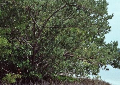 Black Mangrove