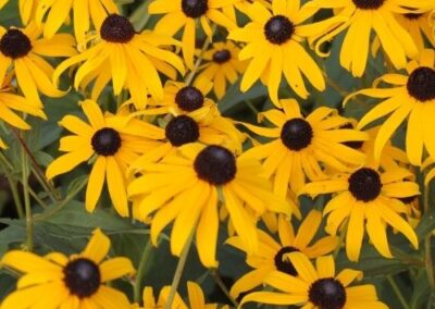 Black-eyed Susan