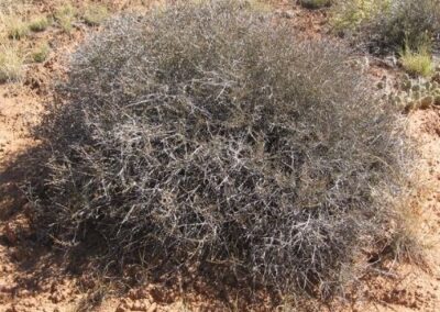 Blackbrush