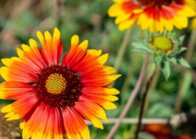 Blanketflower