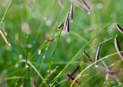 Blue Grama Grass