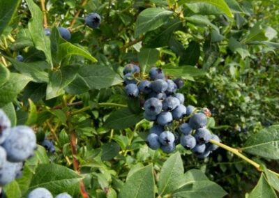 Blueberry