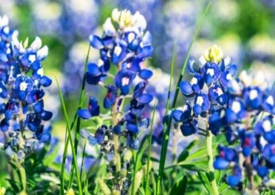 Bluebonnets