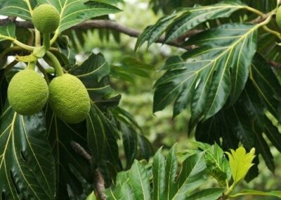 Breadfruit