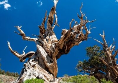 Bristlecone Pine
