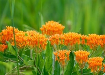 Butterfly Weed