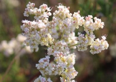 Buckwheat