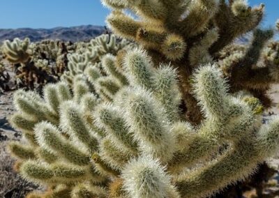 Cholla Cactus