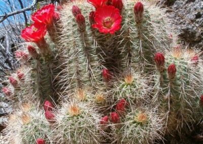 Claret Cup Cactus