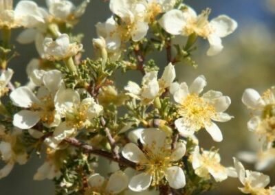 Cliffrose