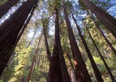 Coast Redwood