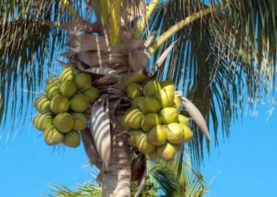 Coconut Palm