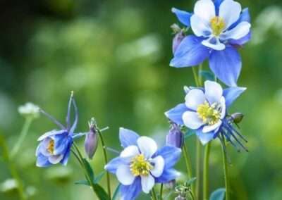 Columbine