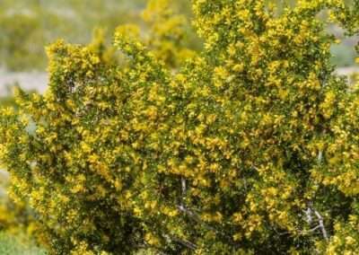 Creosote Bush