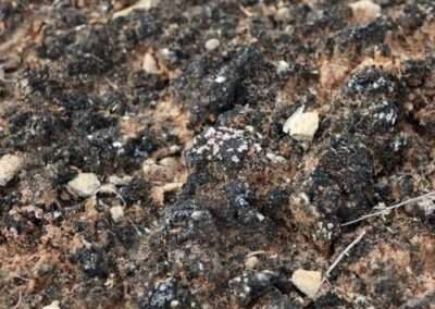 Cryptobiotic Soil