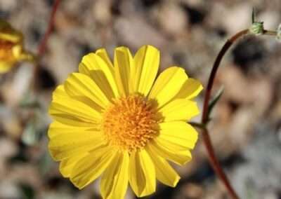 Desert Gold