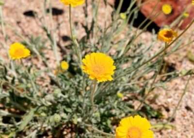 Desert Marigold