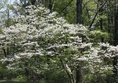 Dogwood