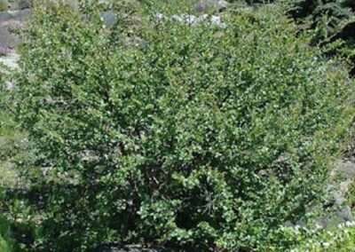 Dwarf Birch