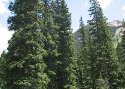 Engelmann Spruce