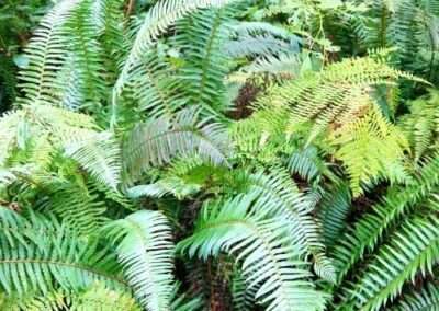 Ferns
