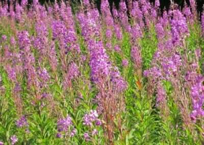 Fireweed