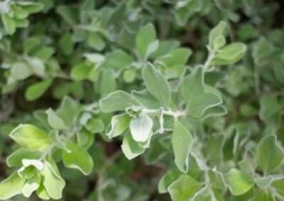 Fourwing Saltbush