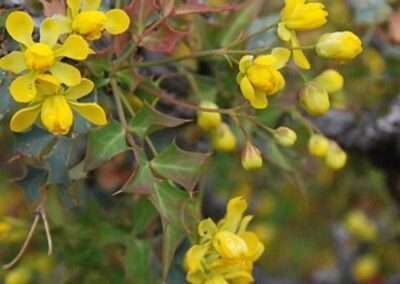 Fremont Barberry